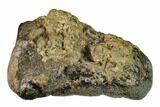 Fossil Baby Stegodon Molar - Indonesia #148074-2